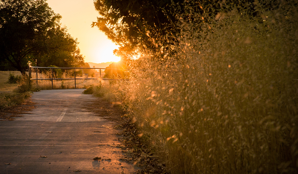 A golden hour picture of a path with hedges and trees. 