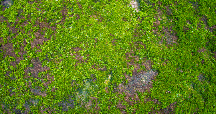 Close-up picture of moss on a rusted metal surface.